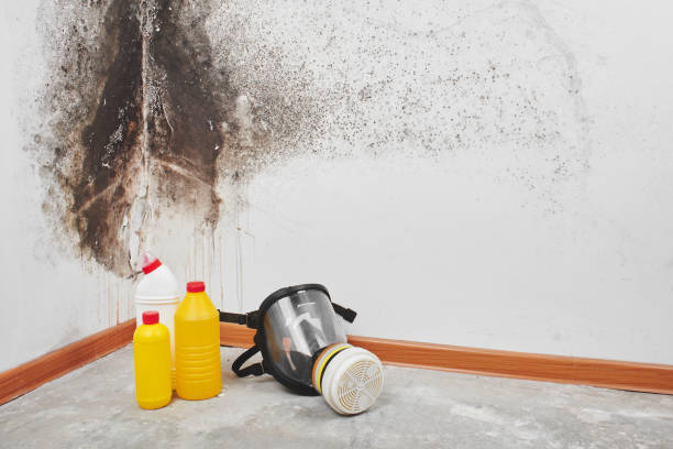 Professional Mold Removal in Taylorville, IL