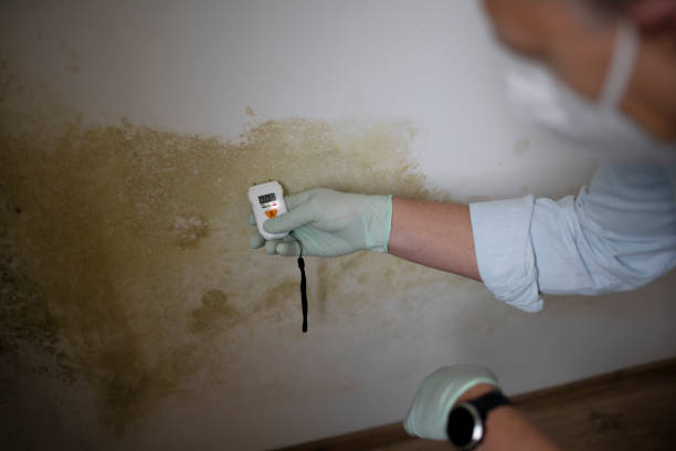 Crawl Space Mold Removal in Taylorville, IL