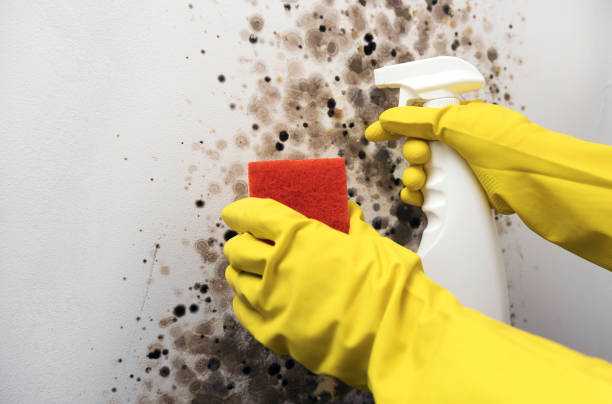 Water Damage Restoration in Taylorville, IL