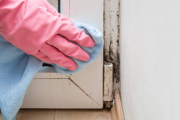 Best Crawl Space Mold Removal  in Taylorvle, IL