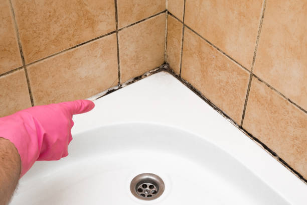 Best Residential Mold Removal  in Taylorvle, IL